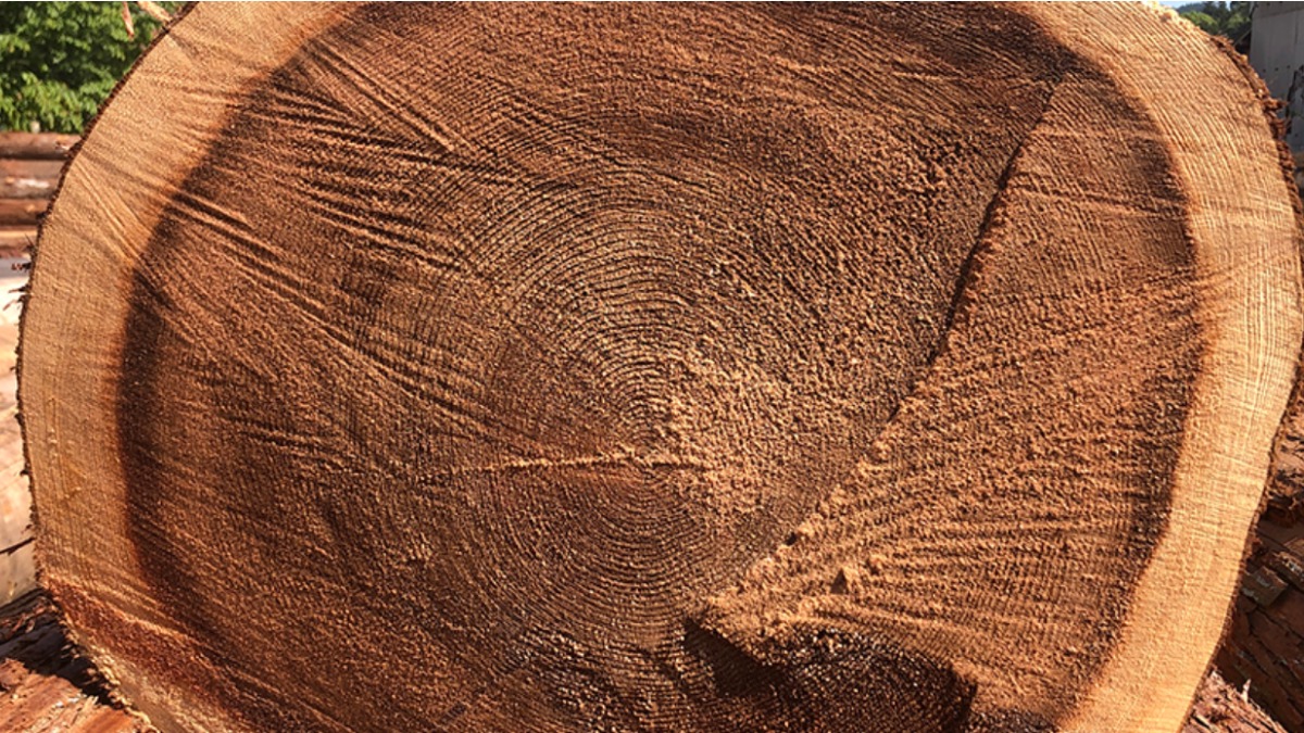 【奈良の木のこと】『吉野百年黒杉』が生まれたストーリー