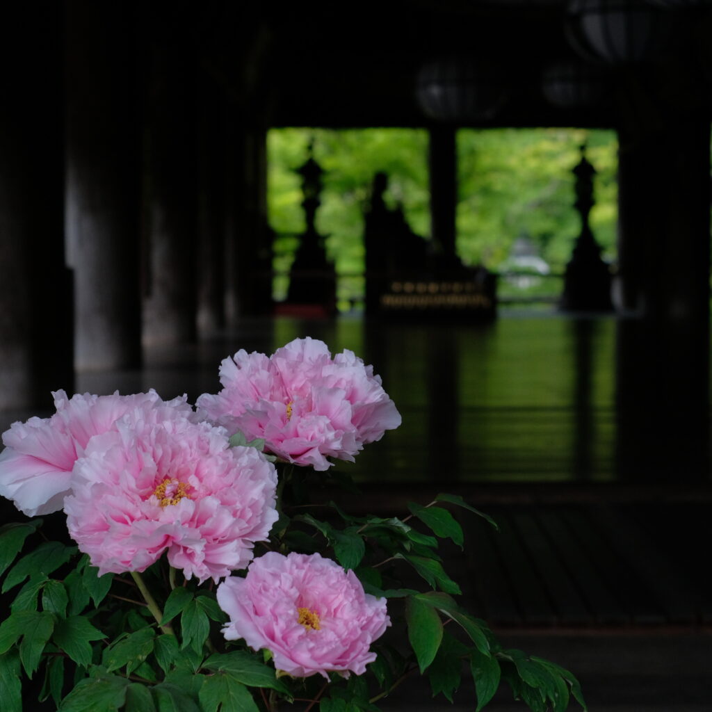 長谷寺のぼたん