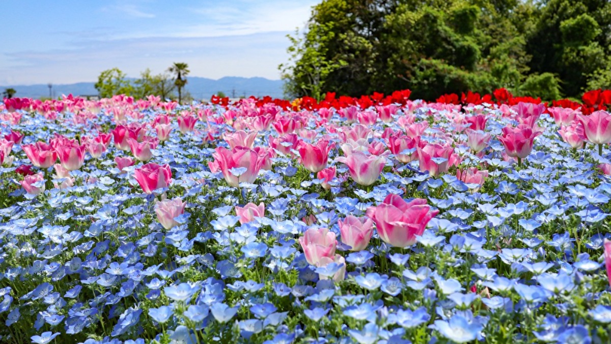 色あざやか！65万株のチューリップとネモフィラのコラボが見られる春の馬見丘陵公園【広陵町・河合町】