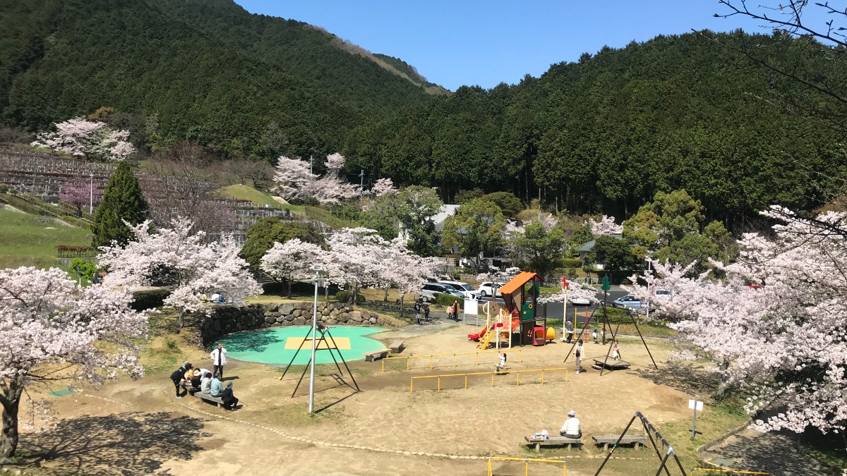 【葛城山麓公園】桜と絶景、奈良盆地一望の緑豊かな公園｜葛城市