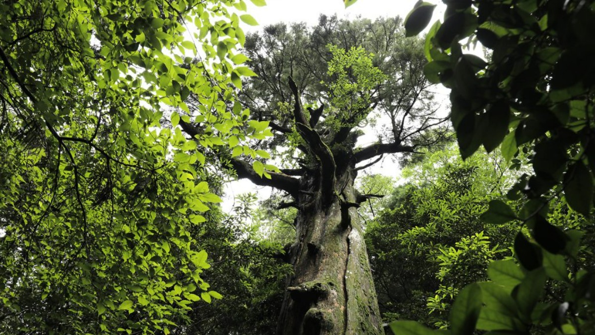 奈良市内の「原始林を歩く」おすすめツアー！自然写真家・佐藤和斗先生と一緒に鹿の国へ 【 番外！原始林ハイキング〜生き物たちの痕跡（気配）を探そう〜編】