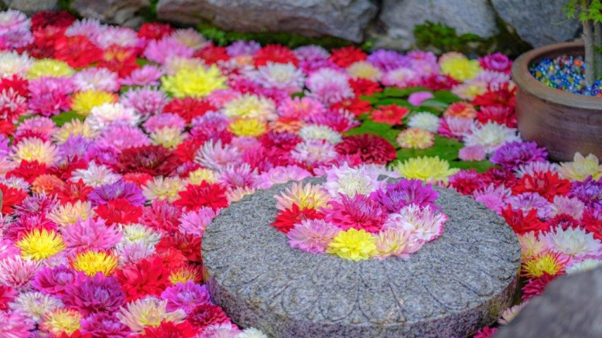 シャクナゲや天竺牡丹（ダリア）に彩られる飛鳥の花の寺「岡寺」【明日香村】