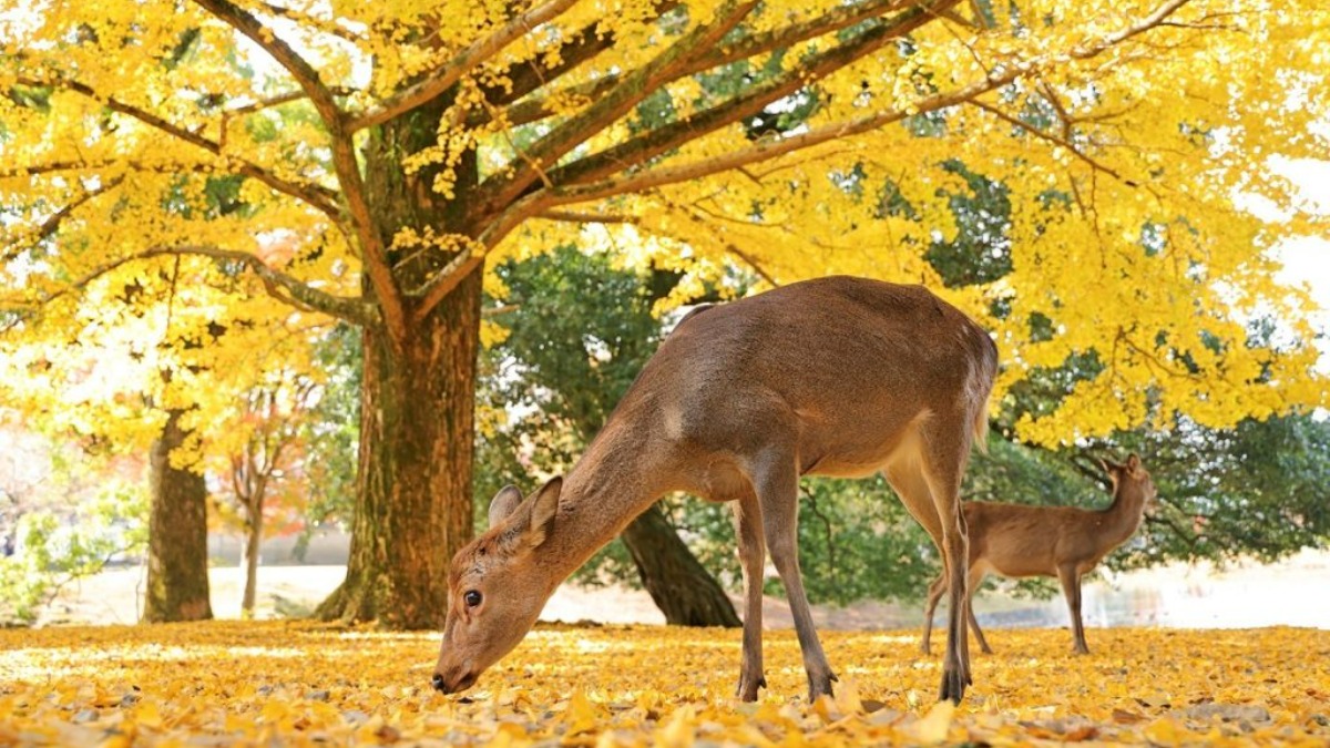 【奈良日帰りツアー特集2023秋】奈良の鹿　写真教室〜自然写真家　佐藤和斗先生と一緒に鹿の国へ〜【紅葉大仏池編】｜奈良市観光協会