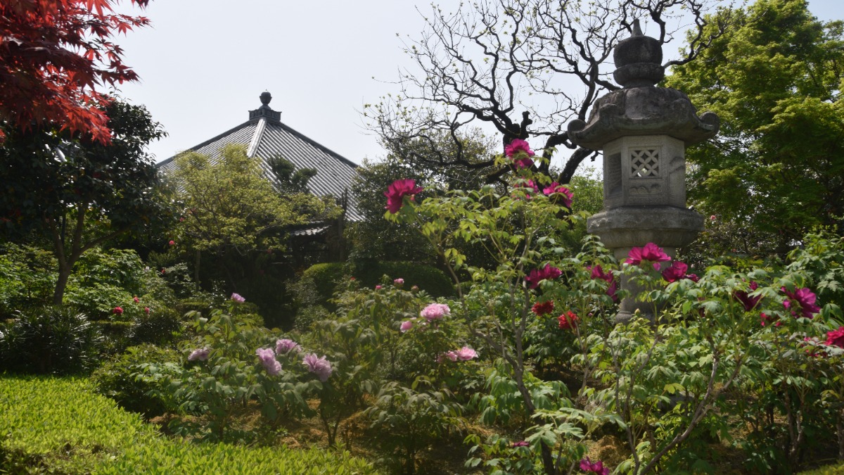 見頃は4月21日くらい！奈良県葛城市にある「石光寺」で「春牡丹」の開花が始まる