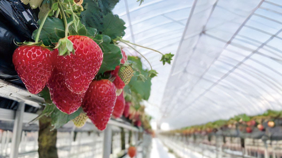 【イチゴ狩りへGo!!】松尾観光いちご農園