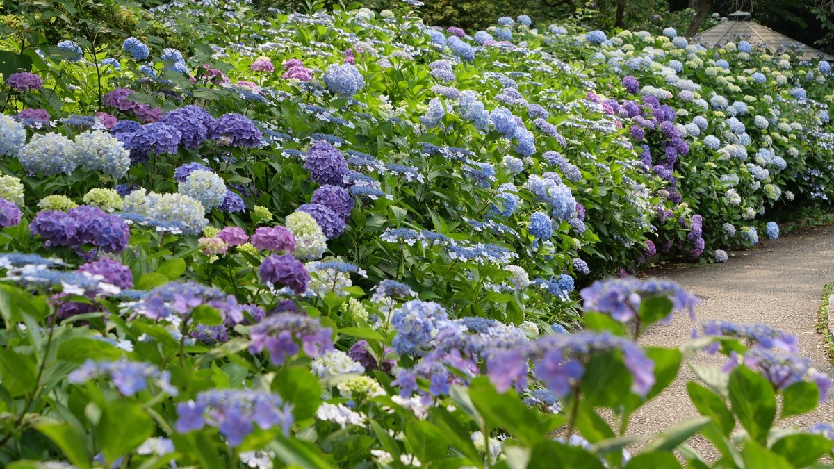 約4000株！広い公園でいろんな品種が咲きそろう「馬見丘陵公園」の「あじさい園」