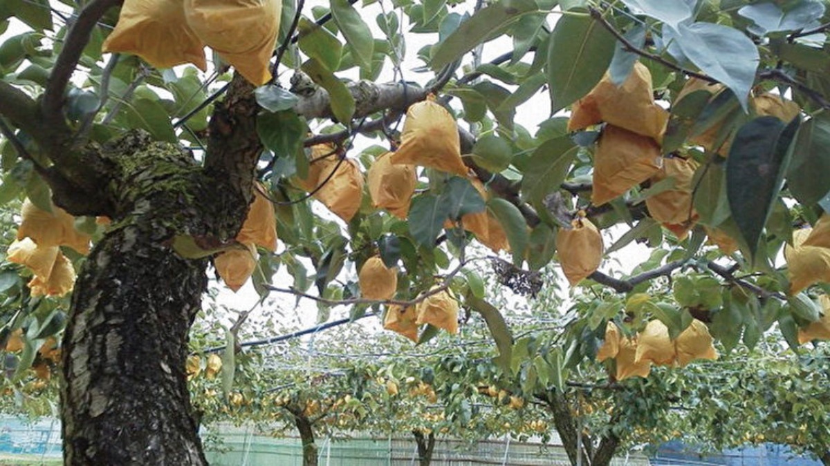 【収穫・手作り体験特集　2022】 博水園