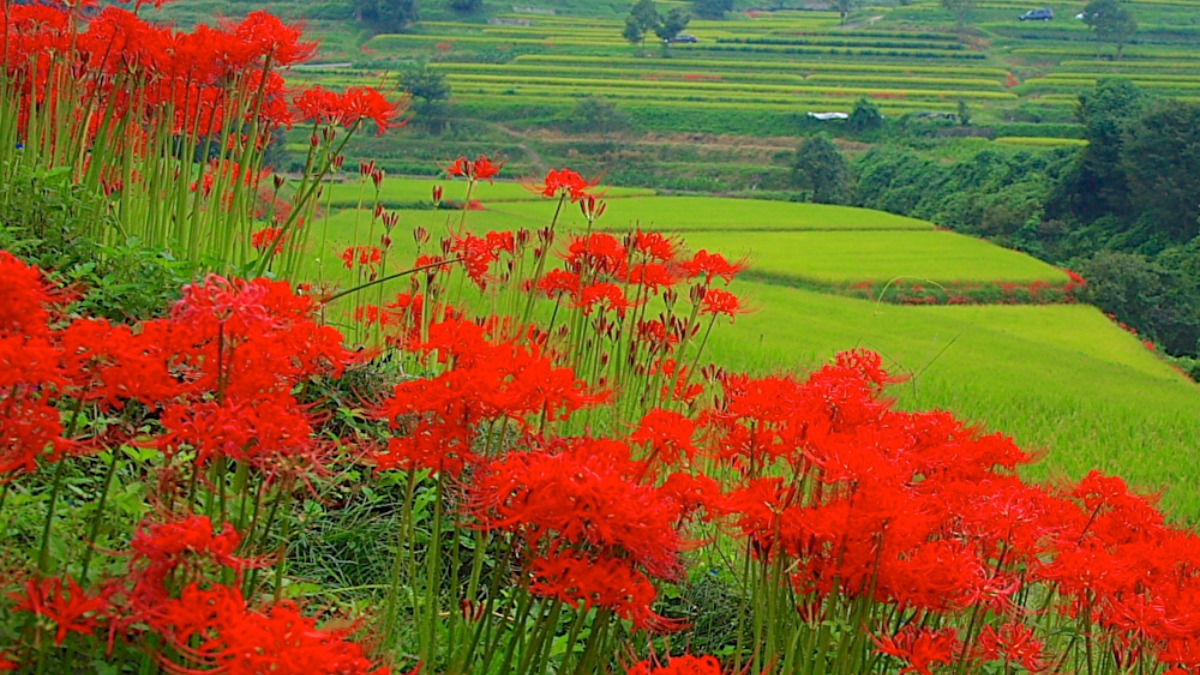 「彼岸花祭り」も開催！真っ赤な彼岸花に彩られる明日香村【秋の花2022｜稲渕の棚田｜明日香村】