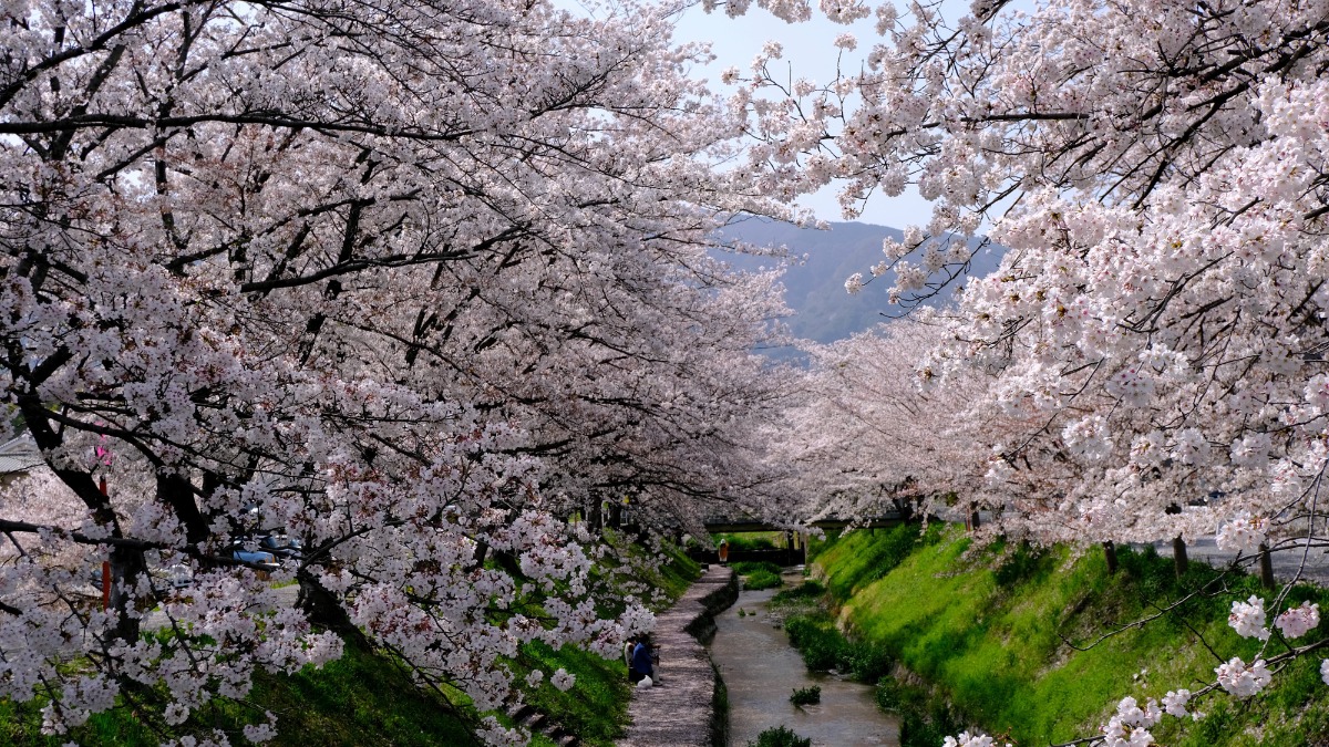 ヤドリギと桜の共演！隠れ桜スポットへ【奈良の桜2023｜柳田川｜御所市】