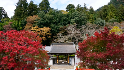 古刹の幻想的なライトアップは必見！【紅葉2021／室生寺／宇陀市】