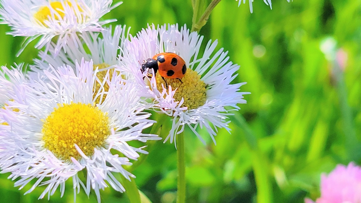6月4日は虫の日！苦手な人も虫を知ろう！【奈良県的今日は何の日？】