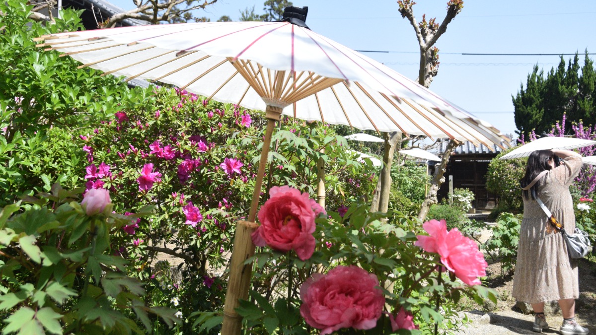 「牡丹」がそろそろ見頃！「山野草」を楽しめるスポットも新登場【當麻寺｜奈良県葛城市】
