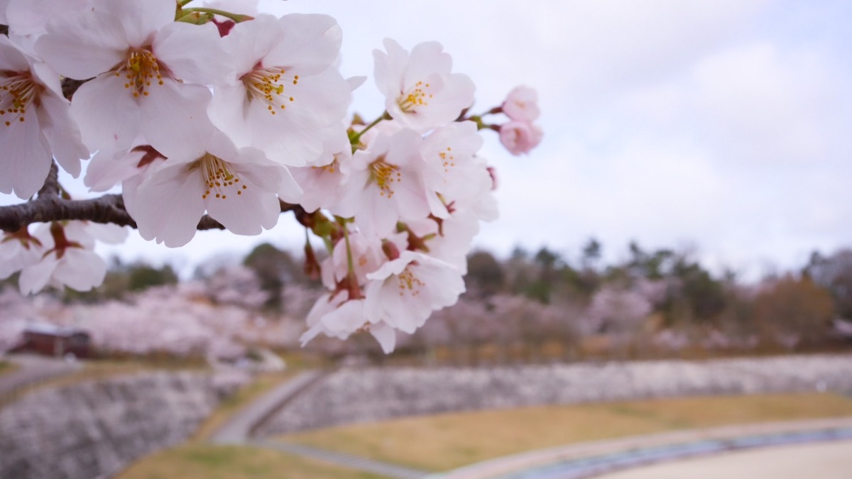 【生駒山麓公園】大型イベントも開催。自然に囲まれ桜いっぱいの公園で思い出のひとときを！｜生駒市
