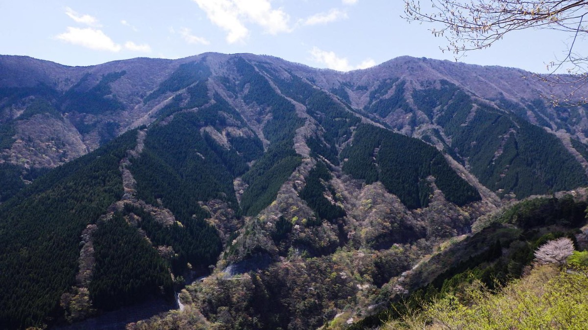 桜色の昇り龍が見られる奈良県上北山村の「ナメゴ谷」。大自然の壮大なスケールの桜スポット