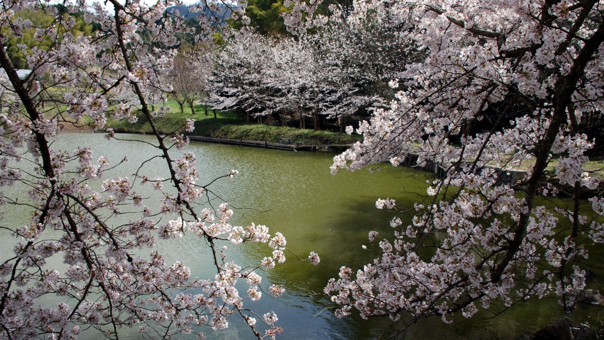【内山永久寺跡】芭蕉を魅了した、池を囲む桜に見惚れる桜の名所｜天理市