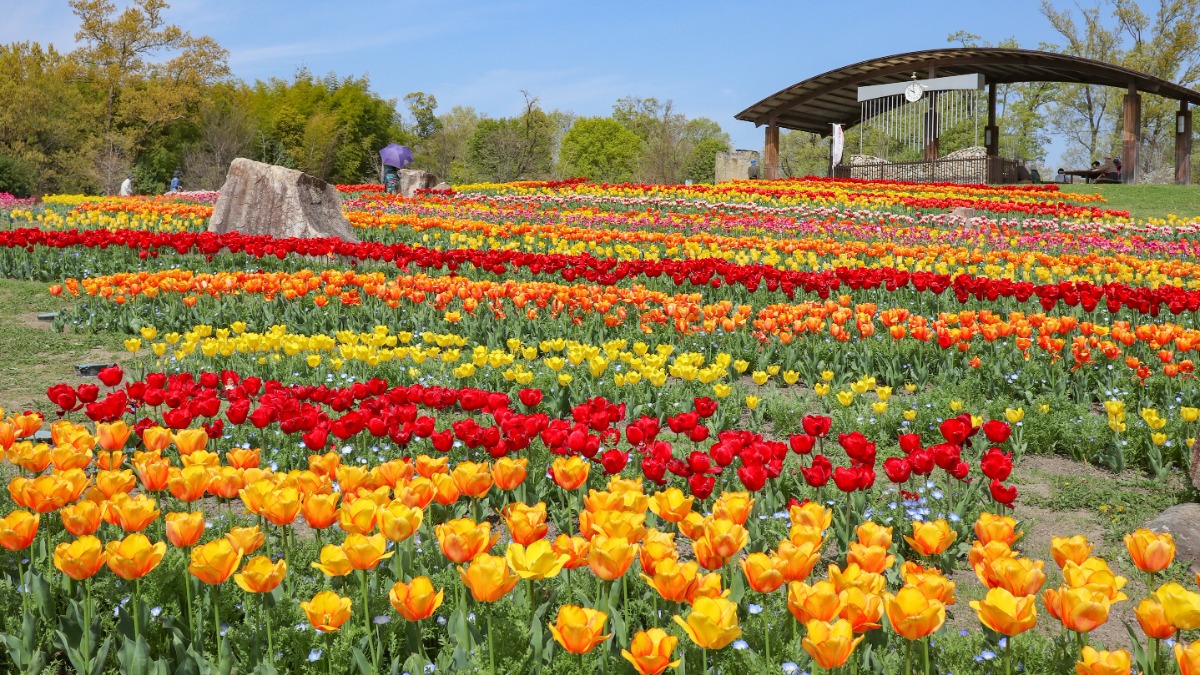 色あざやか！約140種のチューリップとネモフィラのコラボが見られる春の馬見丘陵公園【広陵町・河合町】