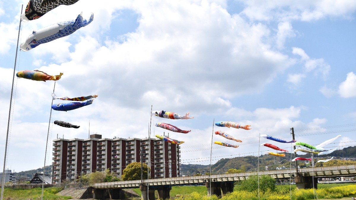 王寺町・春の風物詩が今年も登場！大和川河川敷を泳ぐ約60匹の鯉のぼり