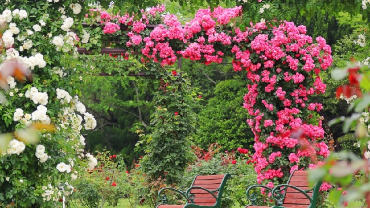 7月31日の誕生花は「つるバラ」　おふさ観音ではつるバラのアーチも！【奈良県的今日は何の日】