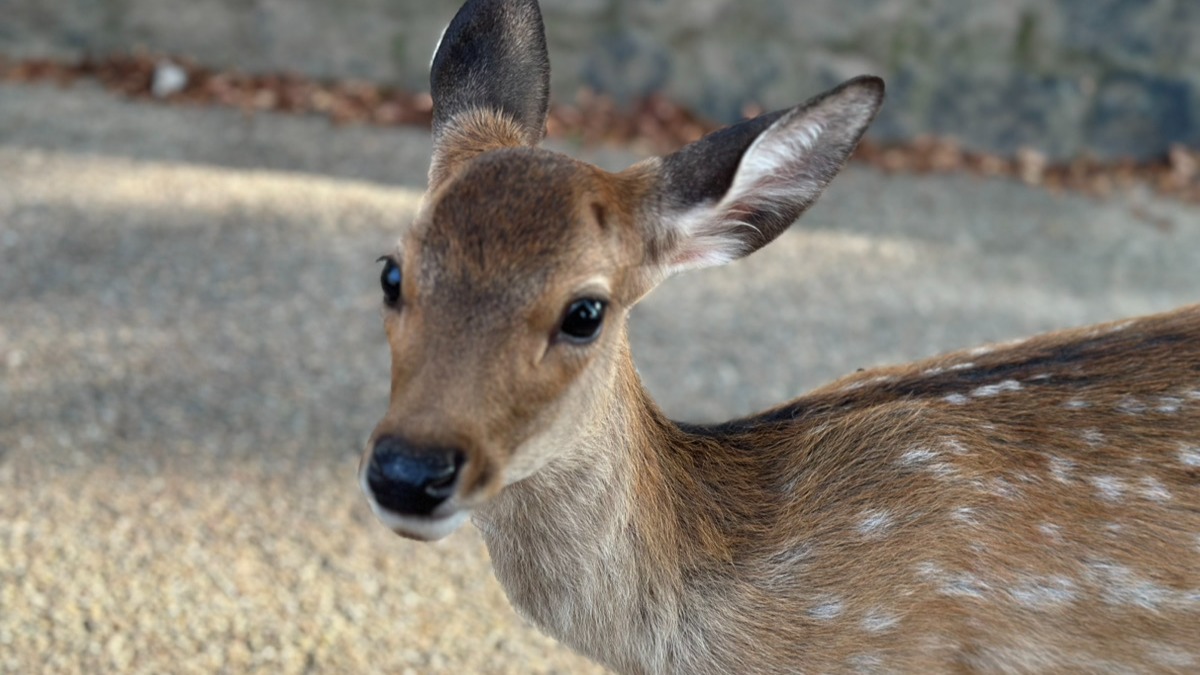 意外な結果に！「海外からの観光者」が「奈良」までほとんどが「近鉄」ではなく「JR」を使う理由は？