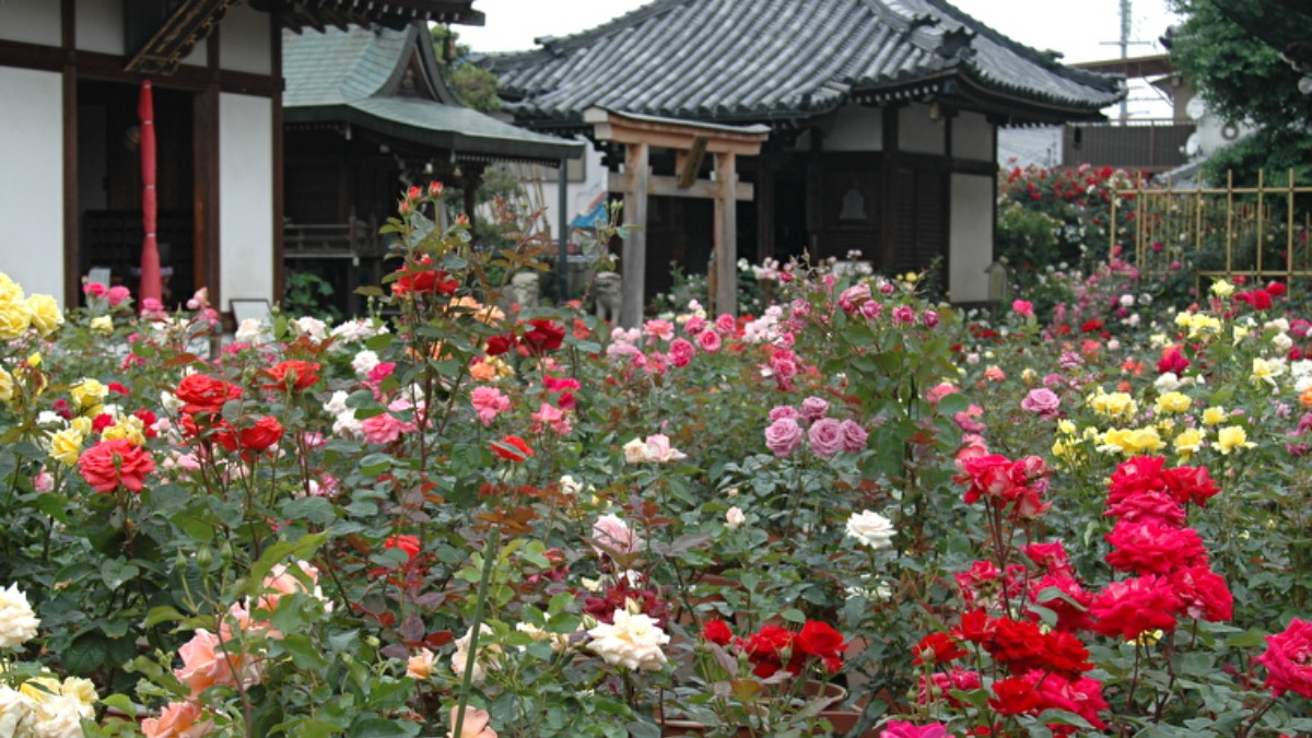 境内いっぱいに咲き誇る色とりどりのバラ【秋の花2022｜おふさ観音｜橿原市】