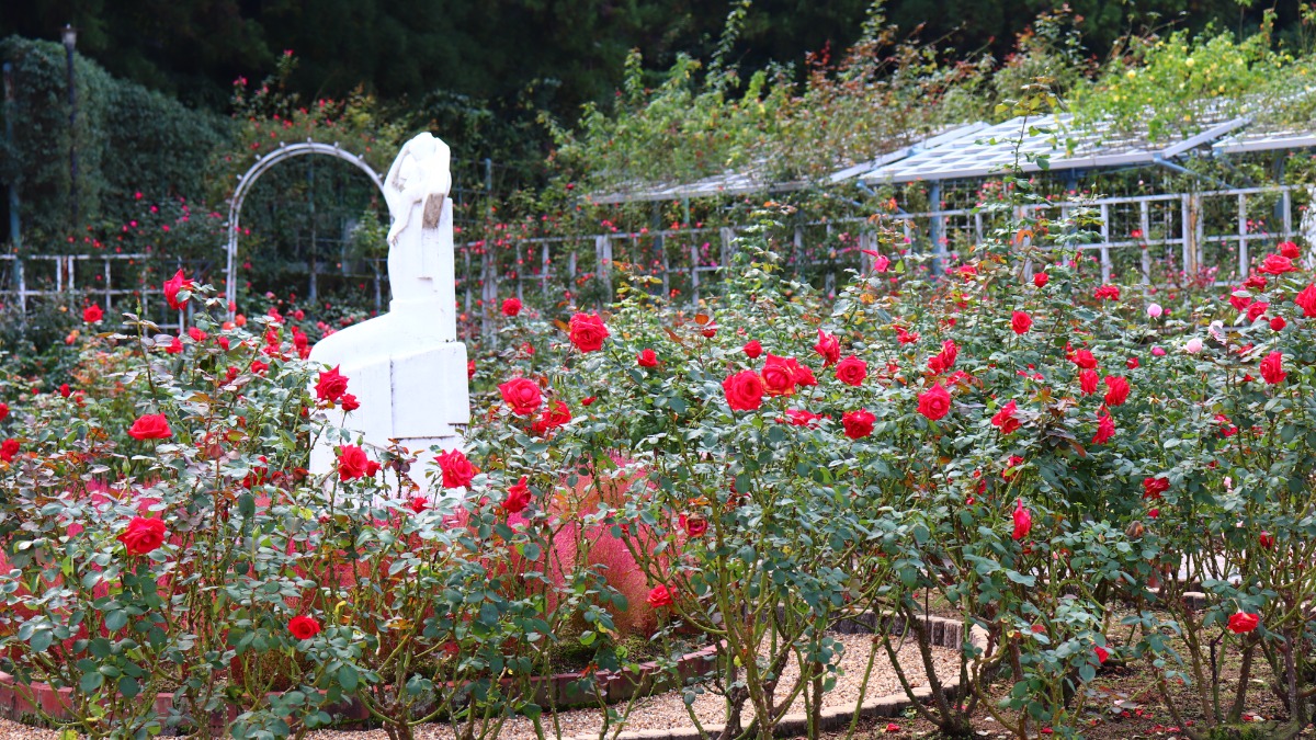 世界平和への祈りをこめたバラ庭園【秋の花2022｜霊山寺｜奈良市】