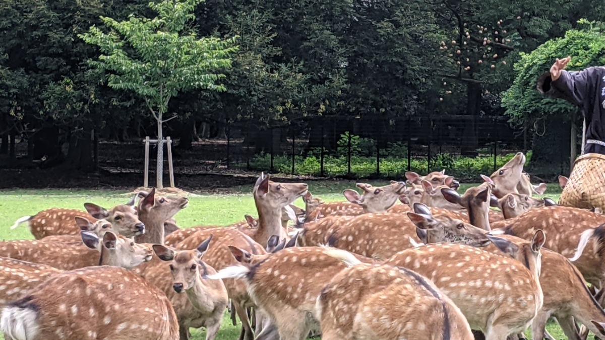 【奈良古代史にみる絆】（vol.6）君といる今日を忘れたくない！―春日野