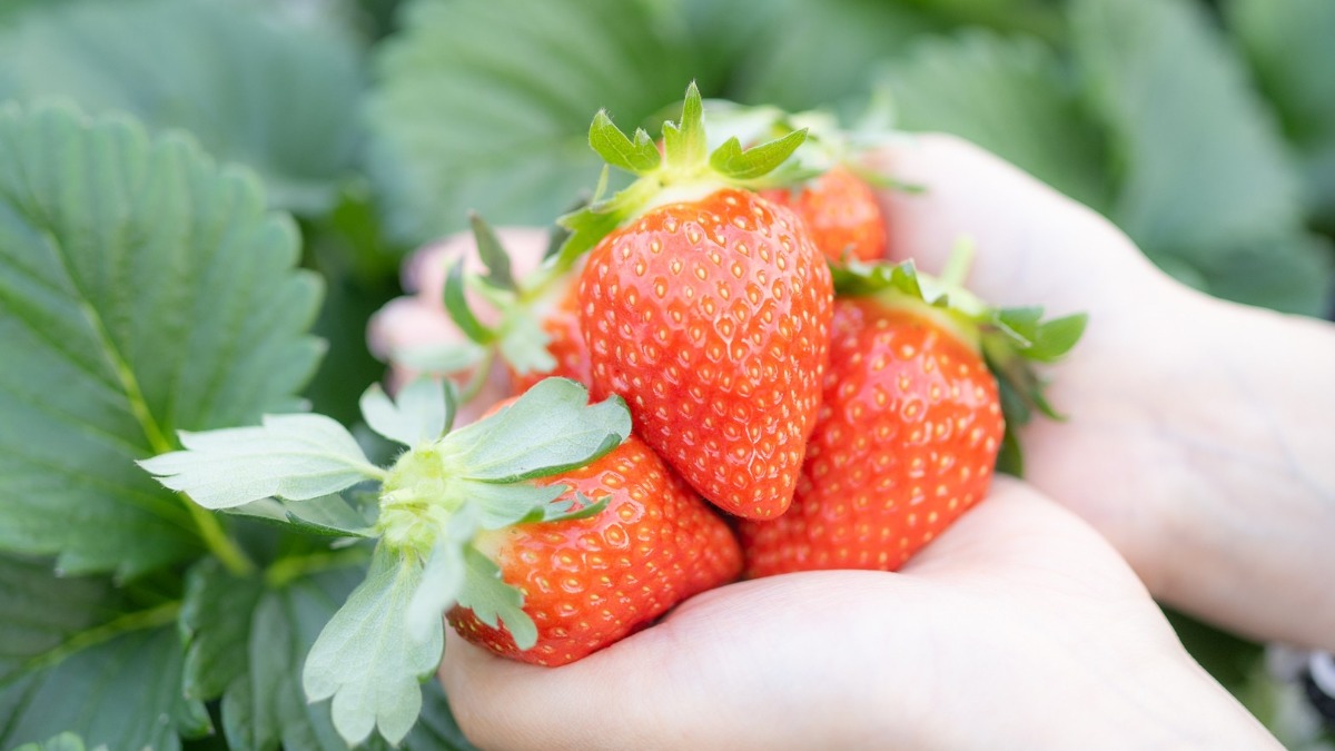 雨の日もOK。奈良県明日香村で幻のブランドいちご「あすかルビー」のいちご狩り【あすかいちご狩りパーク】