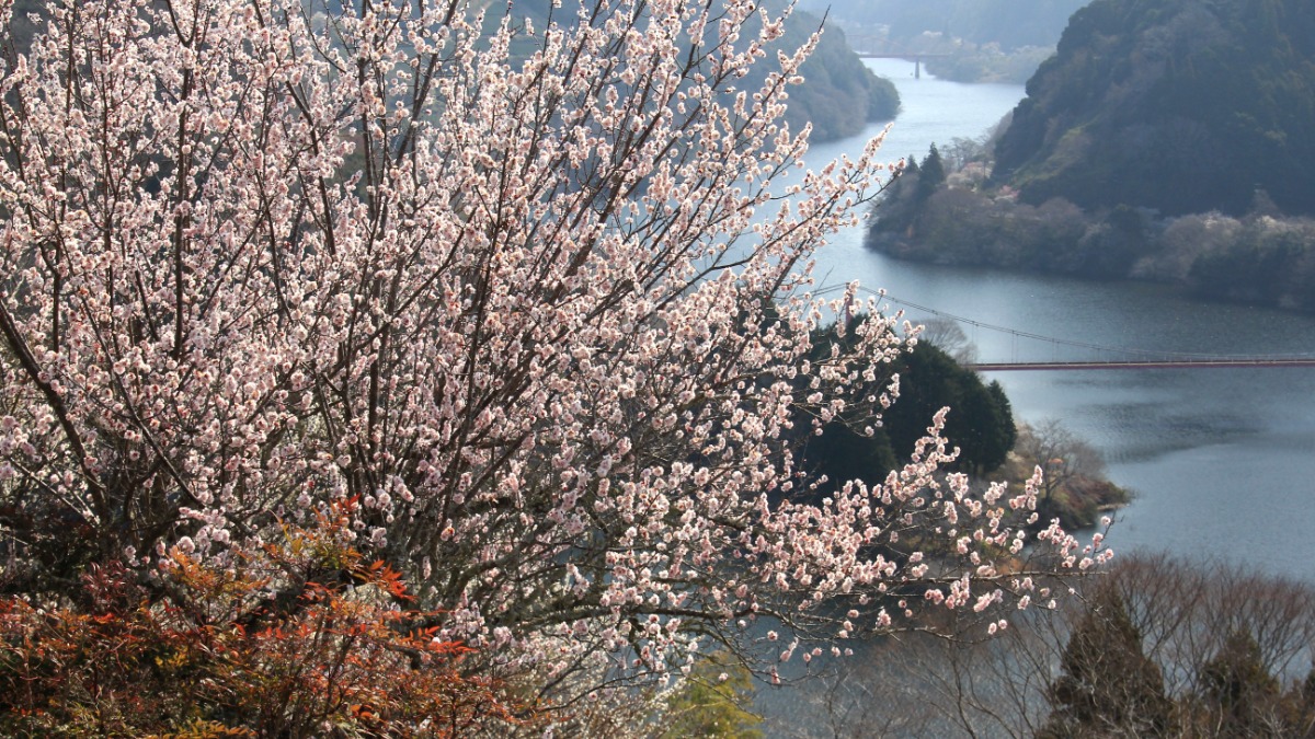 奈良・梅の名所で「梅まつり」開催！日本で最初の名勝地「月ヶ瀬梅林」【奈良市】