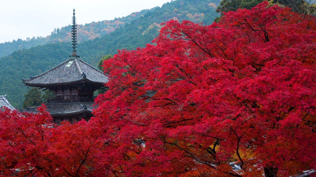 紅葉の名所3ヶ寺がコラボ！回廊シリーズ第2弾「大和三大観音もみじ回廊」【長谷寺｜桜井市・岡寺｜明日香村・壷阪寺｜高取町】