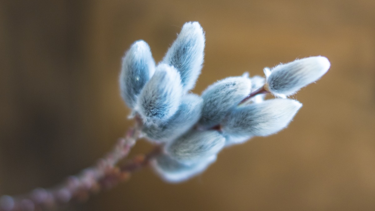 2月17日の花はネコヤナギ！花言葉は？ネコヤナギが見られるおすすめスポットは？【奈良的今日は何の日？】