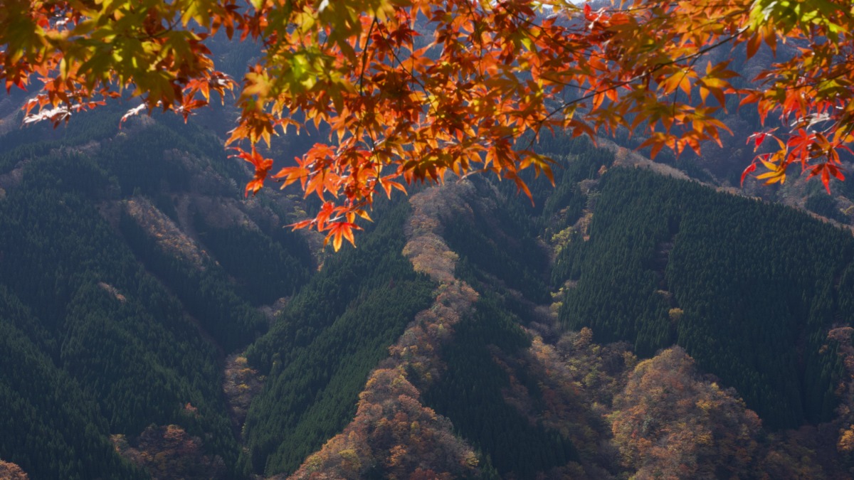 大自然の壮大なスケールの紅葉が楽しめる【紅葉2022｜大台ヶ原ほか｜上北山村】