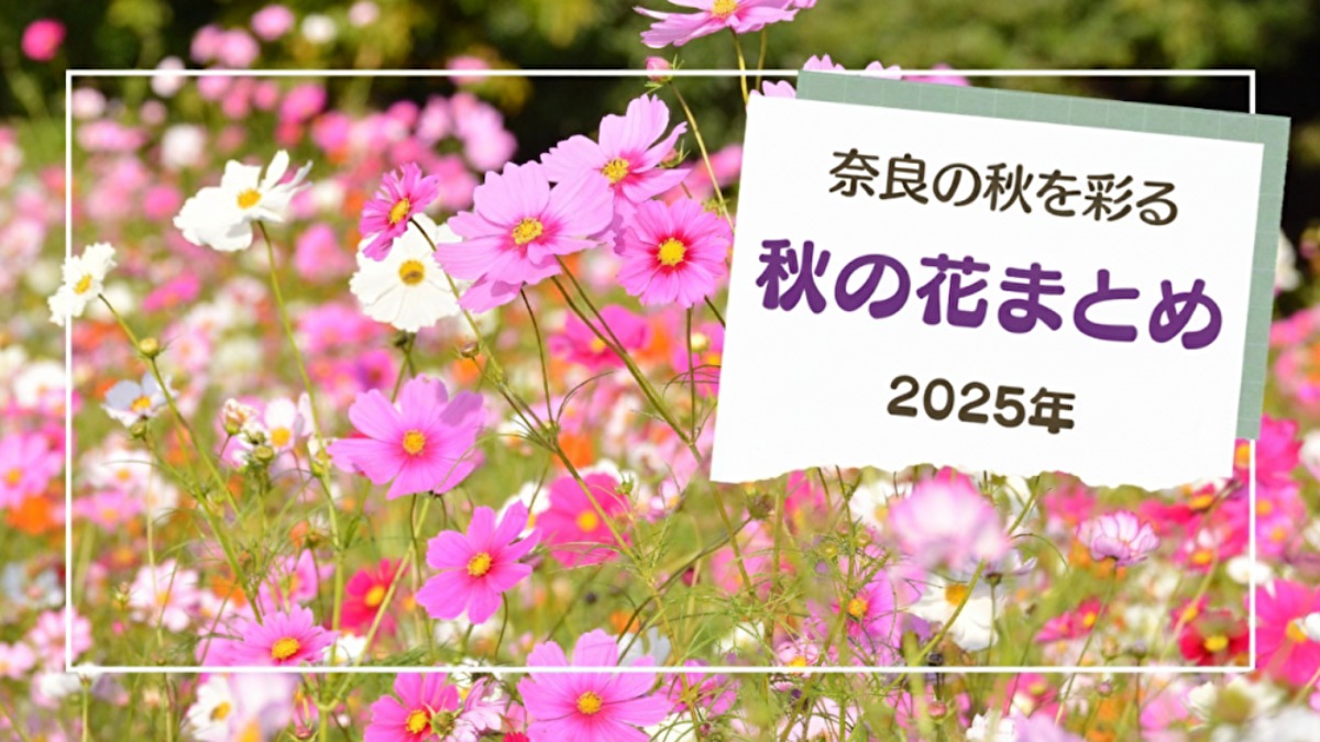 奈良の秋を彩る秋の花スポットまとめ【2025年版】