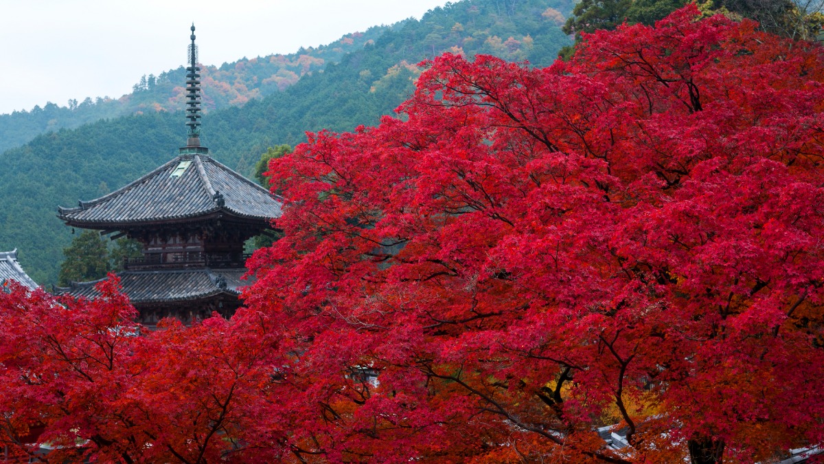 奈良の紅葉の名所古刹4ヶ寺を巡る「大和観音もみじ回廊」開催【長谷寺｜岡寺｜壷阪寺｜室生寺】
