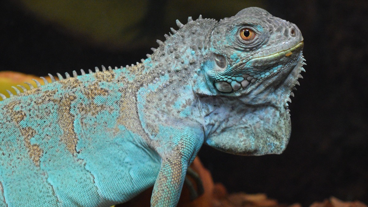 【新規オープン】【動画あり】エサやりもできる「爬虫類・魚類・両生類」のミュージアムが誕生｜NARA IKIMONO MUSEUM（奈良いきものミュージアム）