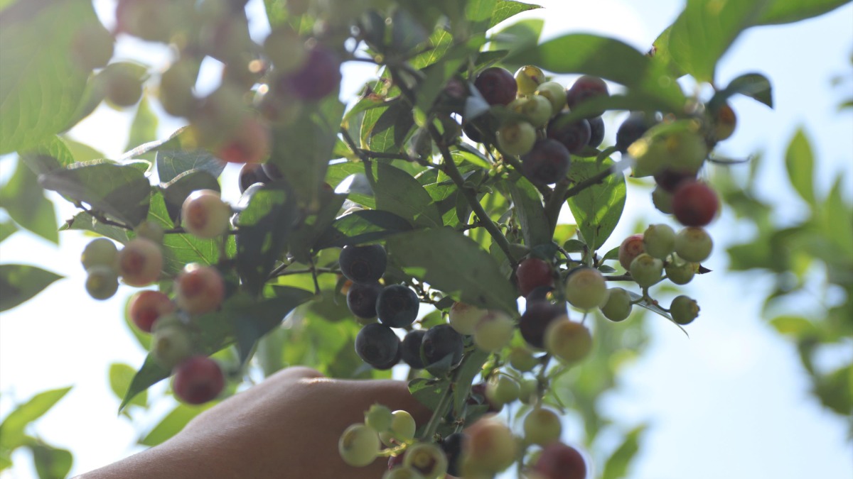 無農薬の甘いブルーベリーの実が食べ放題！「あおはにブルーベリー園」今年も開園！【奈良市】
