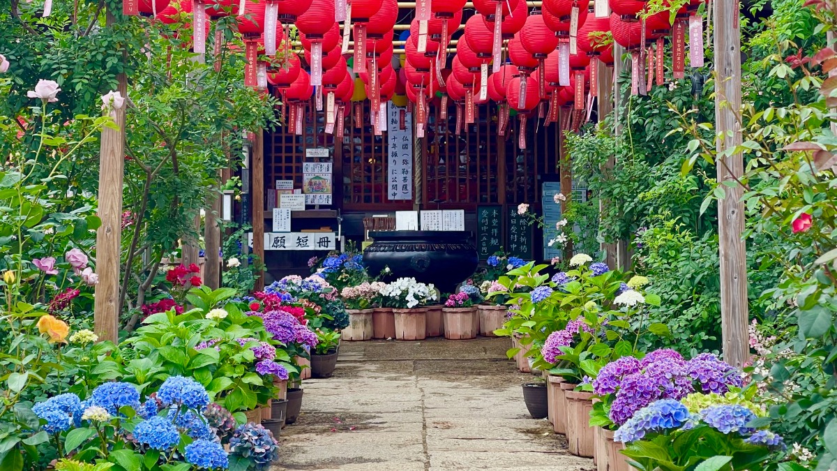 【奈良あじさい】「バラ」と「提灯」と「アジサイ」のトリプルイベント開催中！おふさ観音で「アジサイの小径」初披露！