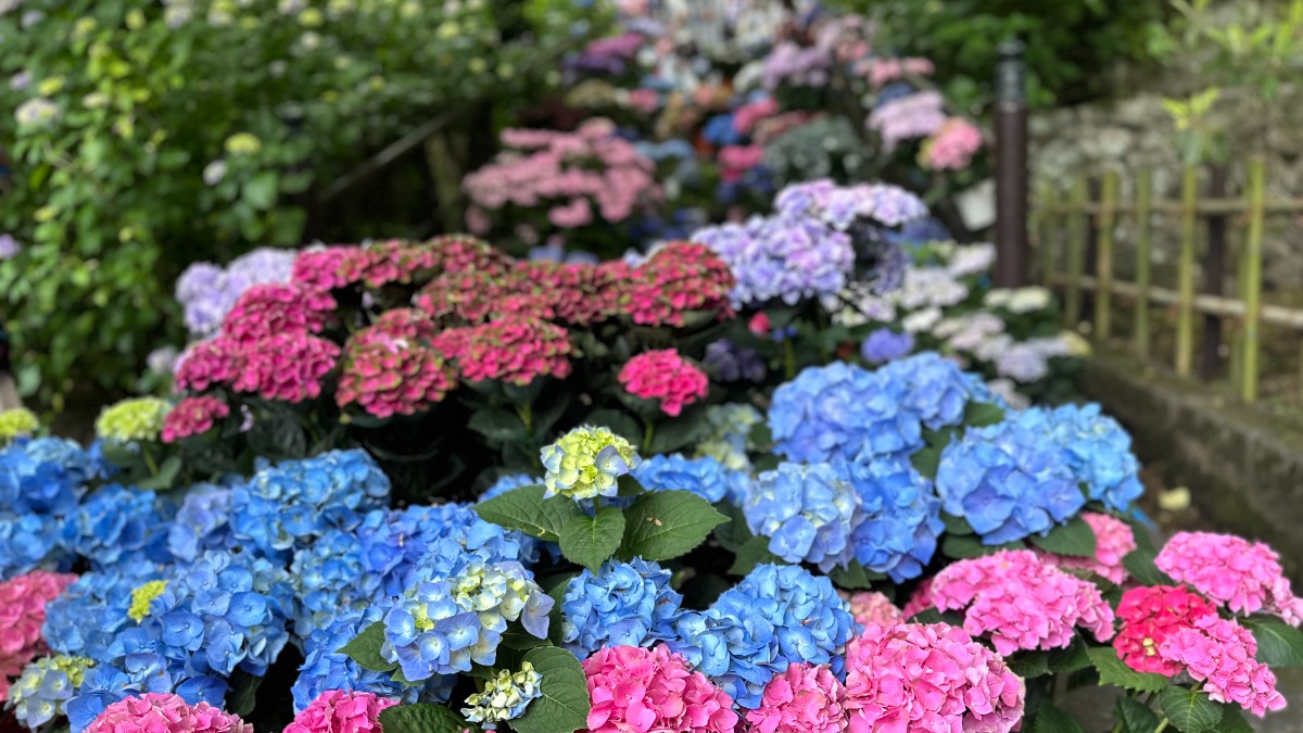 【奈良】「長谷寺」であじさいが見頃！奈良の三大観音「大和三大観音 あぢさゐ回廊」が7月7日まで開催中！