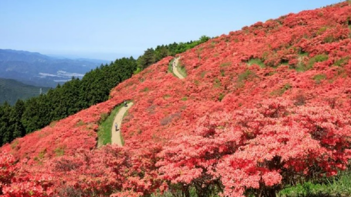 【近鉄・奈良県】「葛城高原のつつじ」開花期間に合わせて臨時列車の運行開始