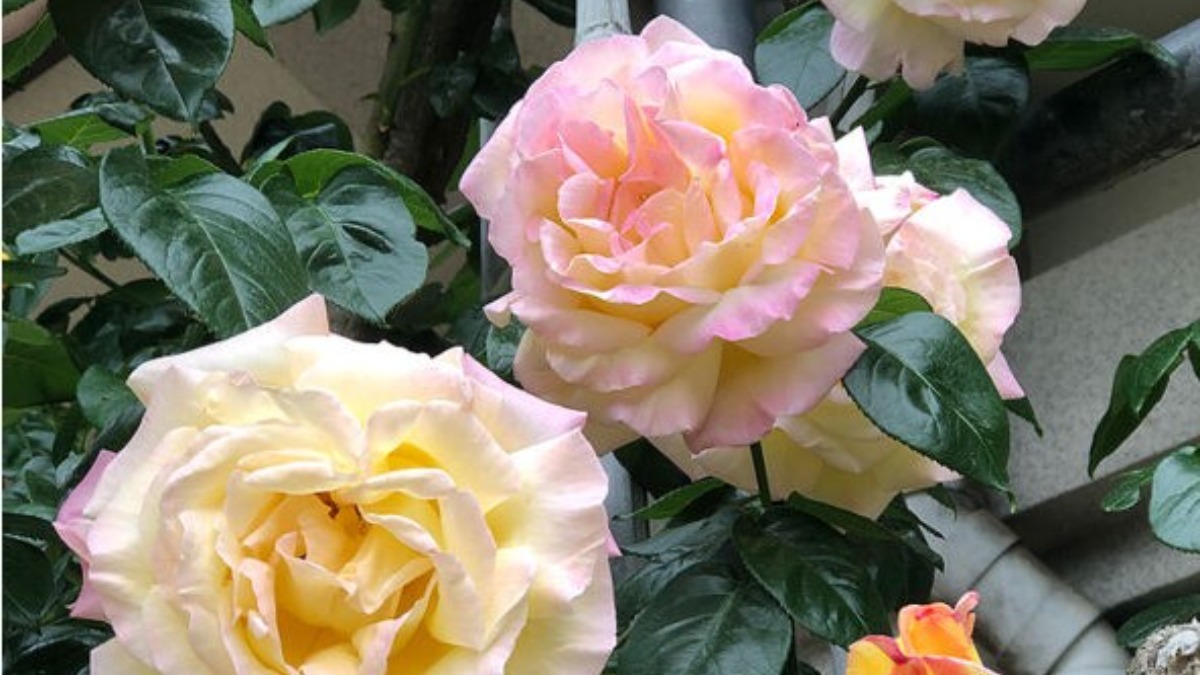 大和郡山市の古刹「松尾寺」でバラ園が開園！色とりどりのバラに癒されよう