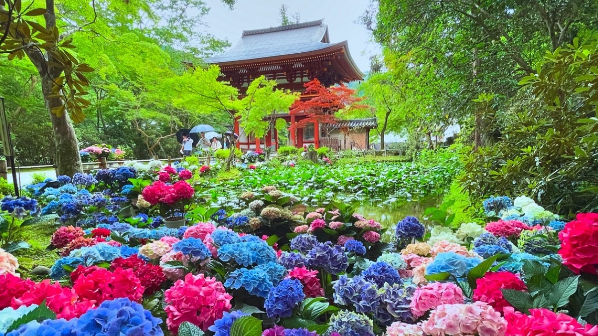 大和路のあじさい名所巡り。壷阪寺・岡寺・長谷寺・室生寺で心癒される花の巡礼【大和観音あぢさゐ回廊2025】