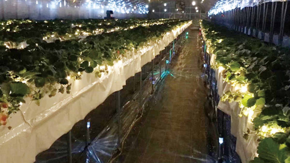 【イチゴ狩りへGo!!】オノウエ農園～Strawberry Farm*Ruby*～