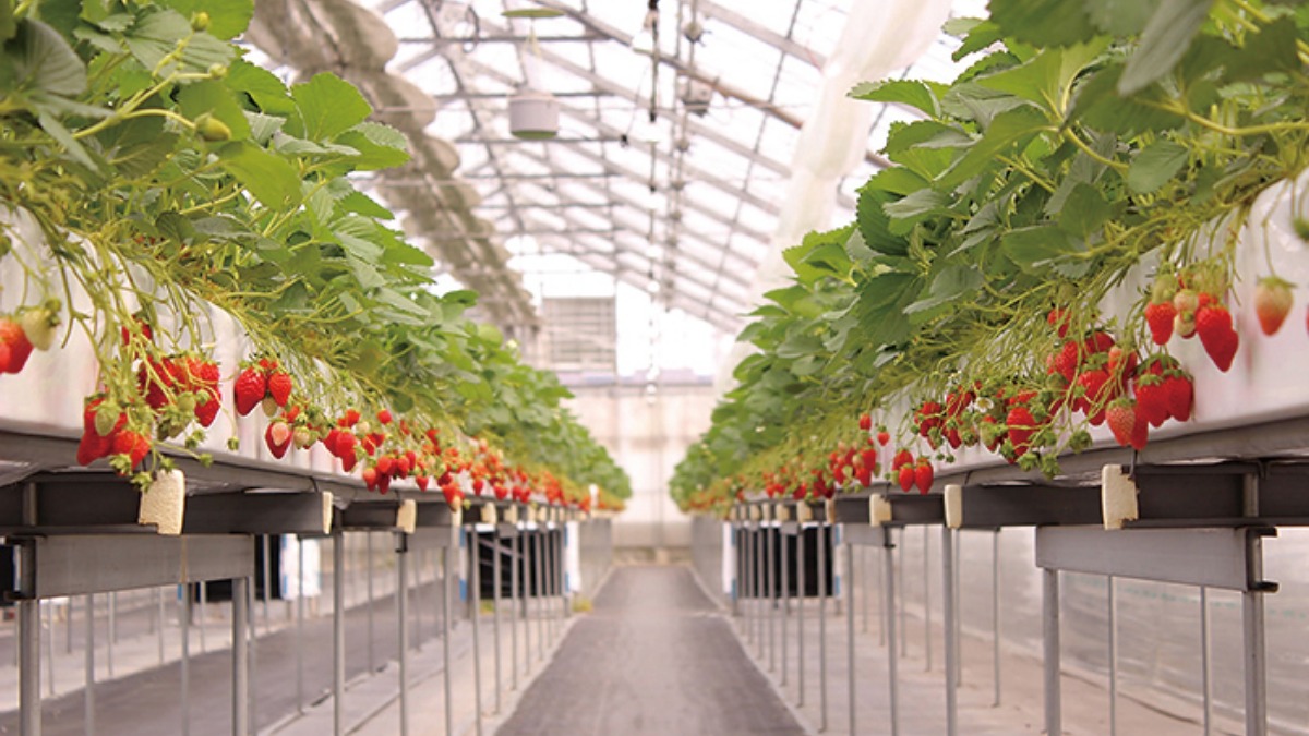 【イチゴ狩りへGo!!】GrandBerry