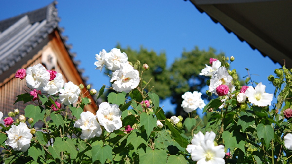 聖徳太子ゆかりの寺に咲き誇る不思議な花「酔芙蓉」【秋の花2022｜橘寺｜明日香村】