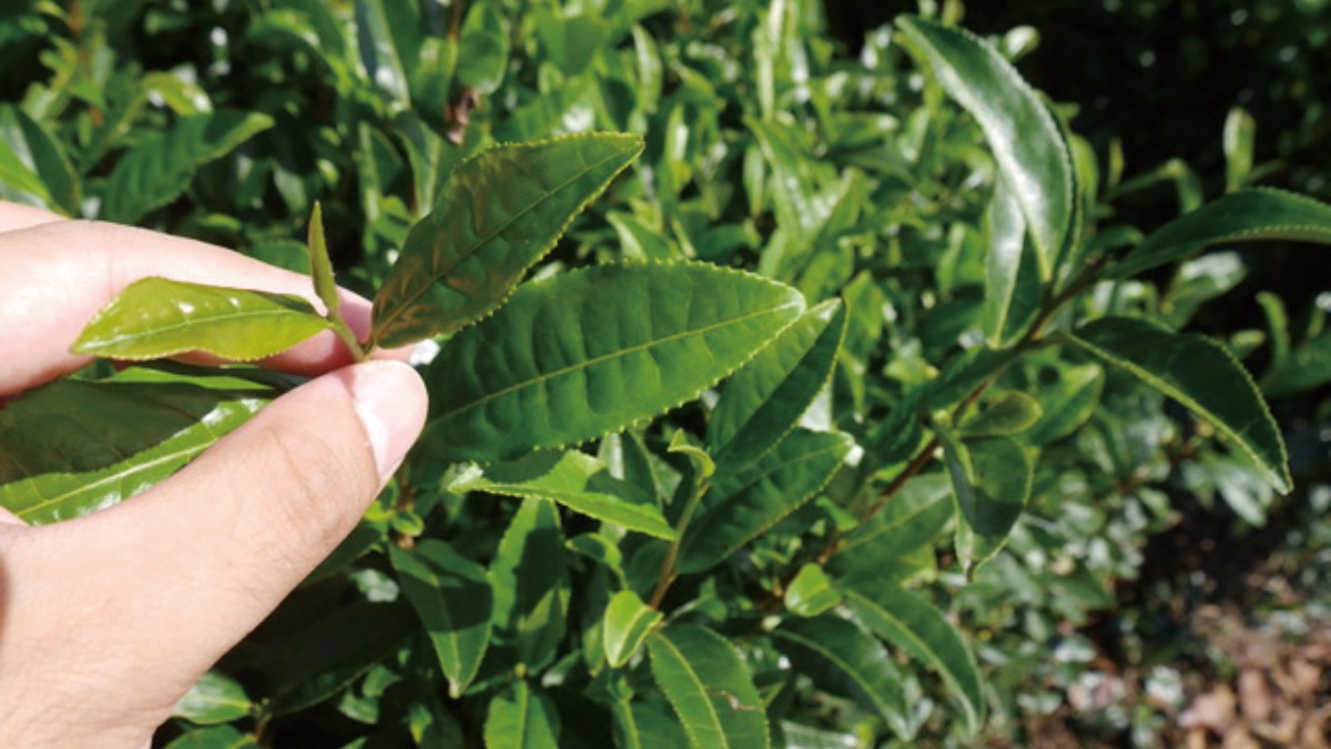 【収穫・手作り体験特集　2022】 ロマントピア月ヶ瀬