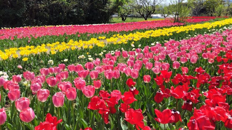 馬見丘陵公園で桜＆チューリップ＆ネモフィラ絶景コラボ！マルシェも開催！【広陵町｜河合町】
