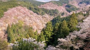 世界遺産・吉野山の3万本の桜絶景！エリア別の見どころと見頃
