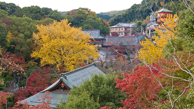 奈良盆地を一望できる紅葉スポット！石灯篭の灯りで夜も堪能【紅葉2022｜信貴山朝護孫子寺｜平群町】