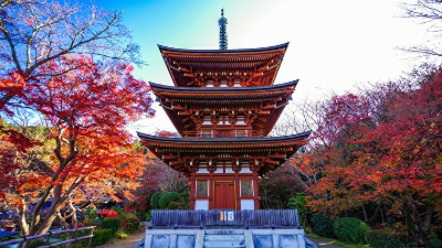 【奈良の紅葉2023】紅葉のトンネルに三重宝塔と紅葉の共演、初の紅葉ライトアップも見どころの岡寺｜奈良県高市郡明日香村