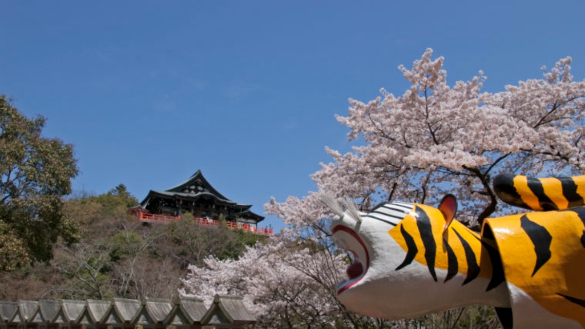昼も夜も美しい桜スポット。お堂や寅が桜で彩られる奈良県平群町の「信貴山朝護孫子寺」