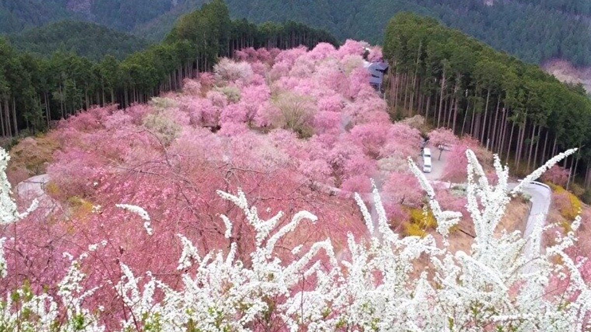 1000本以上のシダレザクラが咲き乱れる天空の花園！奈良県東吉野村の桜名所「天空の庭　高見の郷」